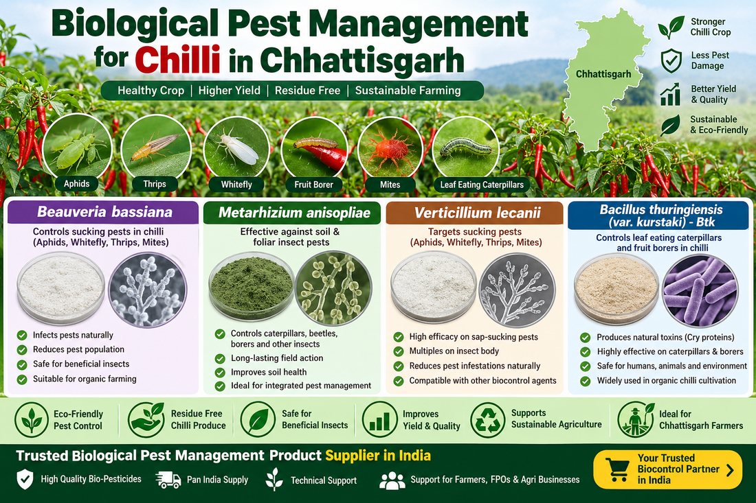 Biological Pest Management for Chilli in Chhattisgarh | Beauveria, Metarhizium, Verticillium & Btk Supplier India