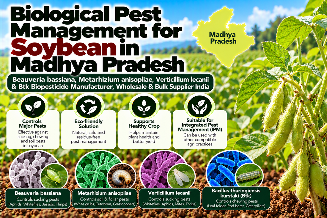 Biological Pest Management for Soybean in Madhya Pradesh | Beauveria bassiana, Metarhizium anisopliae, Verticillium lecanii & Btk Biopesticide Manufacturer, Wholesale & Bulk Supplier India