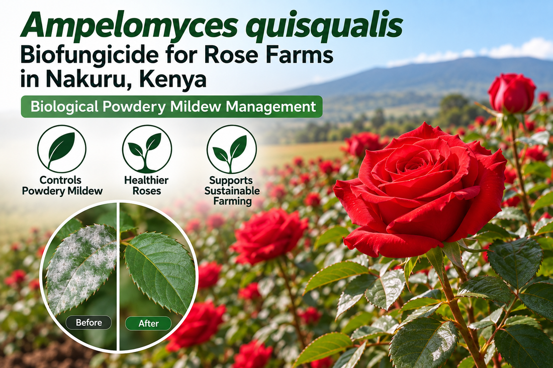 Ampelomyces quisqualis Biofungicide for Rose Farms in Nakuru, Kenya | Biological Powdery Mildew Management | Peak Laboratories India