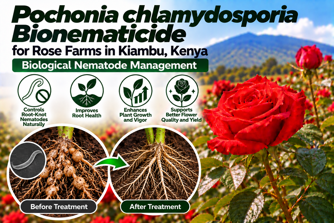 Pochonia chlamydosporia Bionematicide for Rose Farms in Kiambu, Kenya | Biological Nematode Management | Peak Laboratories India