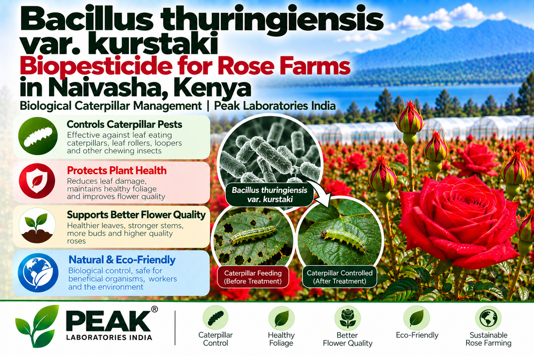 Bacillus thuringiensis var. kurstaki Biopesticide for Rose Farms in Naivasha, Kenya | Biological Caterpillar Management | Peak Laboratories India