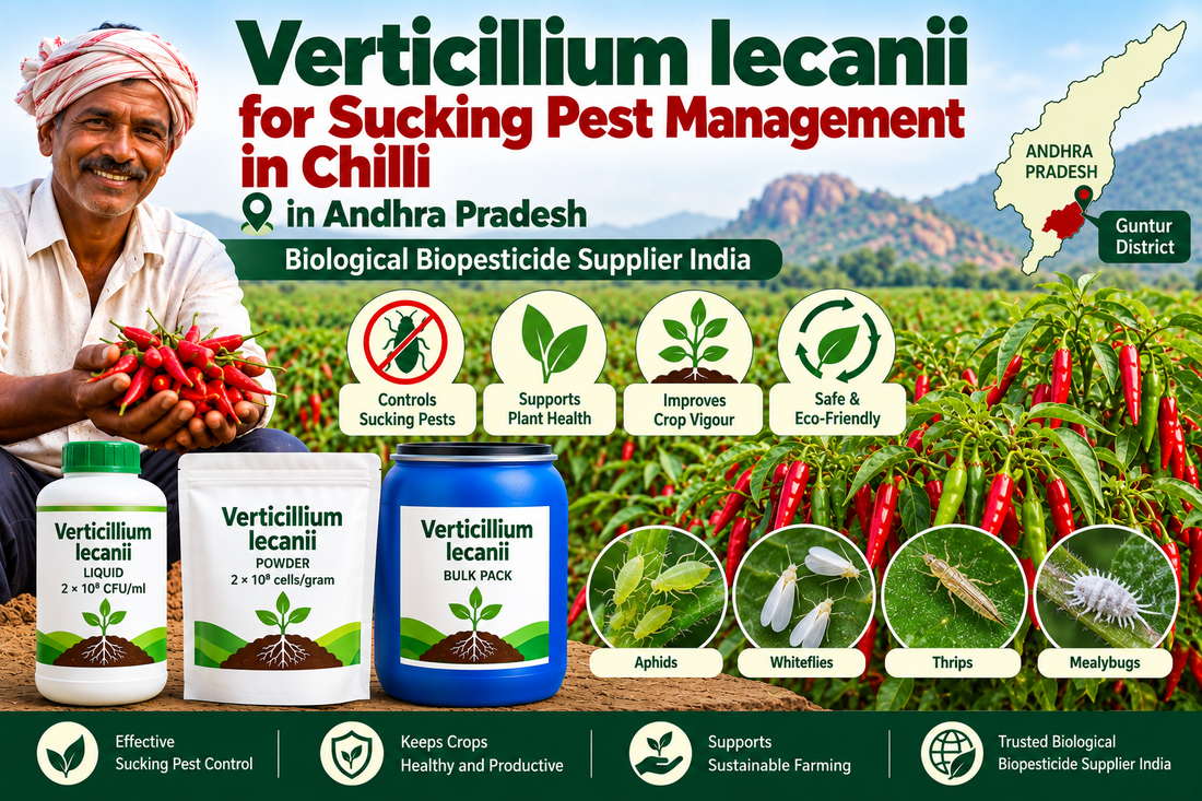 Verticillium lecanii for Sucking Pest Management in Chilli | Biological Biopesticide Supplier India