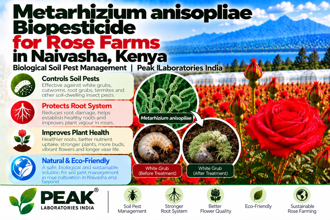 Metarhizium anisopliae Biopesticide for Rose Farms in Naivasha, Kenya | Biological Soil Pest Management | Peak Laboratories India