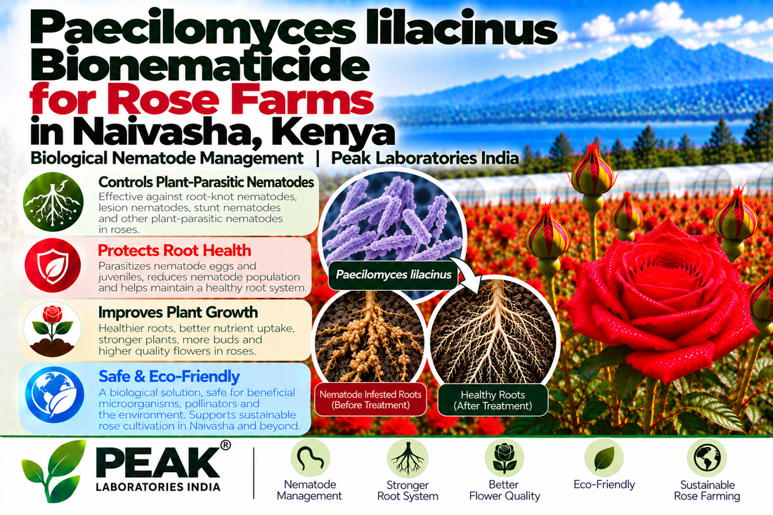 Paecilomyces lilacinus Bionematicide for Rose Farms in Naivasha, Kenya | Biological Nematode Management | Peak Laboratories India