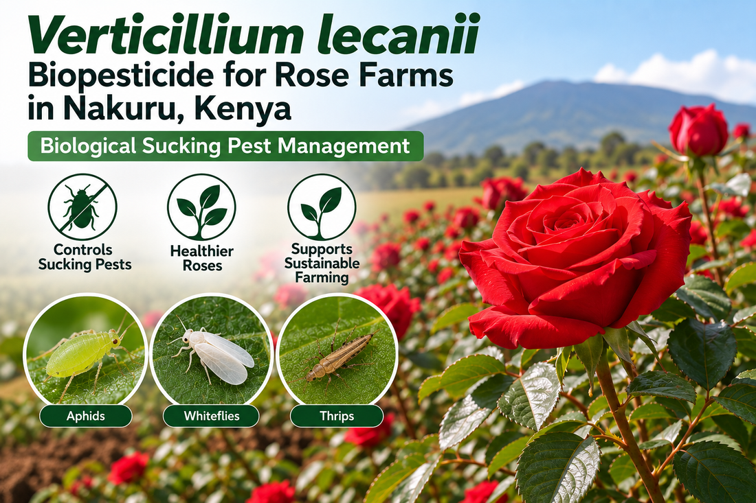 Verticillium lecanii Biopesticide for Rose Farms in Nakuru, Kenya | Biological Sucking Pest Management | Peak Laboratories India