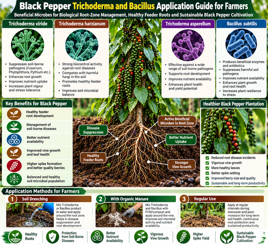 Black Pepper Trichoderma and Bacillus Application Guide for Farmers | Trichoderma viride, Trichoderma harzianum, Trichoderma asperellum and Bacillus subtilis