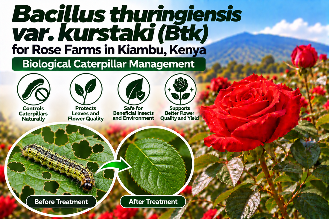 Bacillus thuringiensis var. kurstaki (Btk) for Rose Farms in Kiambu, Kenya | Biological Caterpillar Management | Peak Laboratories India