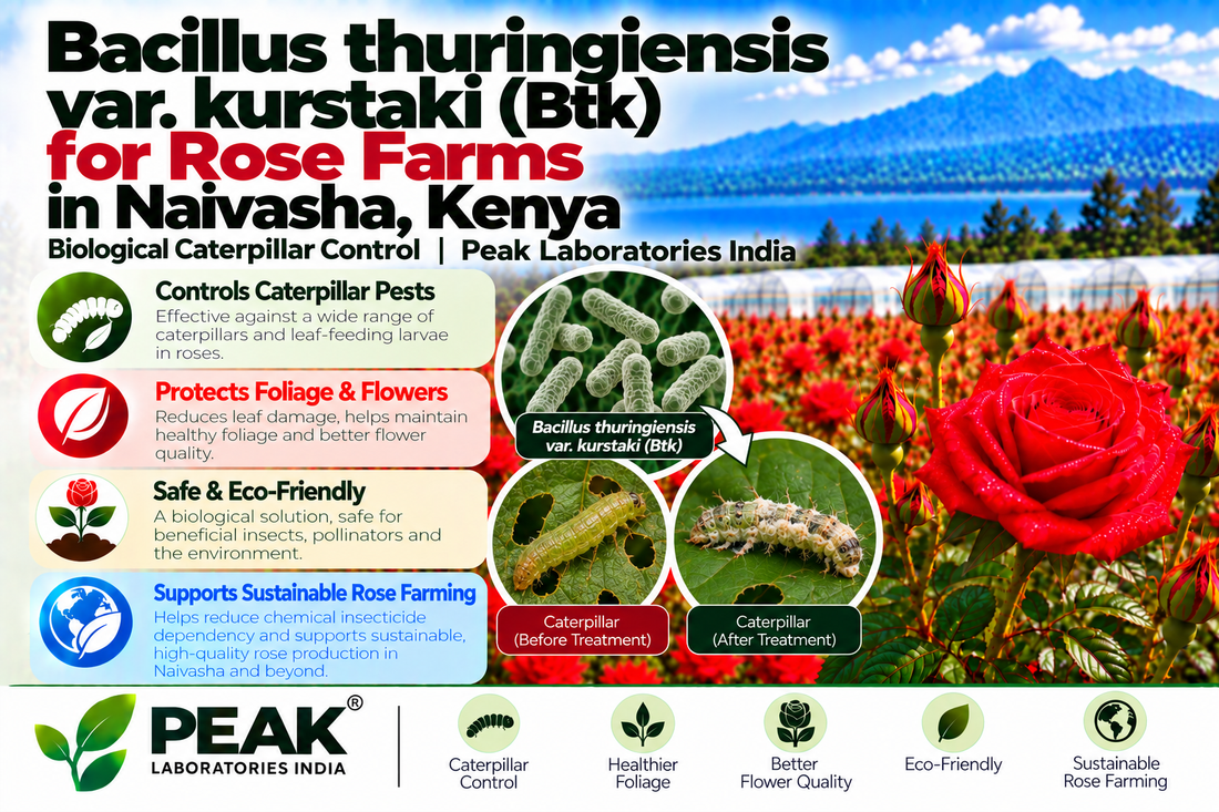 Bacillus thuringiensis var. kurstaki (Btk) for Rose Farms in Naivasha, Kenya | Biological Caterpillar Control | Peak Laboratories India