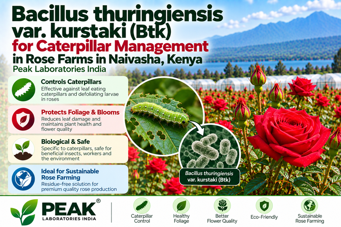 Bacillus thuringiensis var. kurstaki (Btk) for Caterpillar Management in Rose Farms in Naivasha, Kenya | Peak Laboratories India