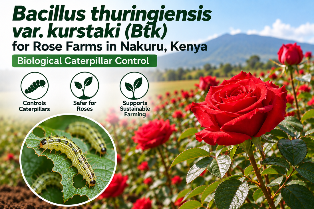 Bacillus thuringiensis var. kurstaki (Btk) for Rose Farms in Nakuru, Kenya | Biological Caterpillar Control | Peak Laboratories India