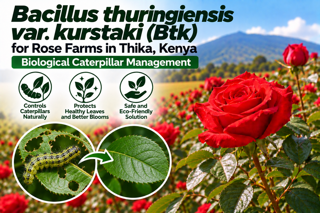Bacillus thuringiensis var. kurstaki (Btk) for Rose Farms in Thika, Kenya | Biological Caterpillar Management | Peak Laboratories India