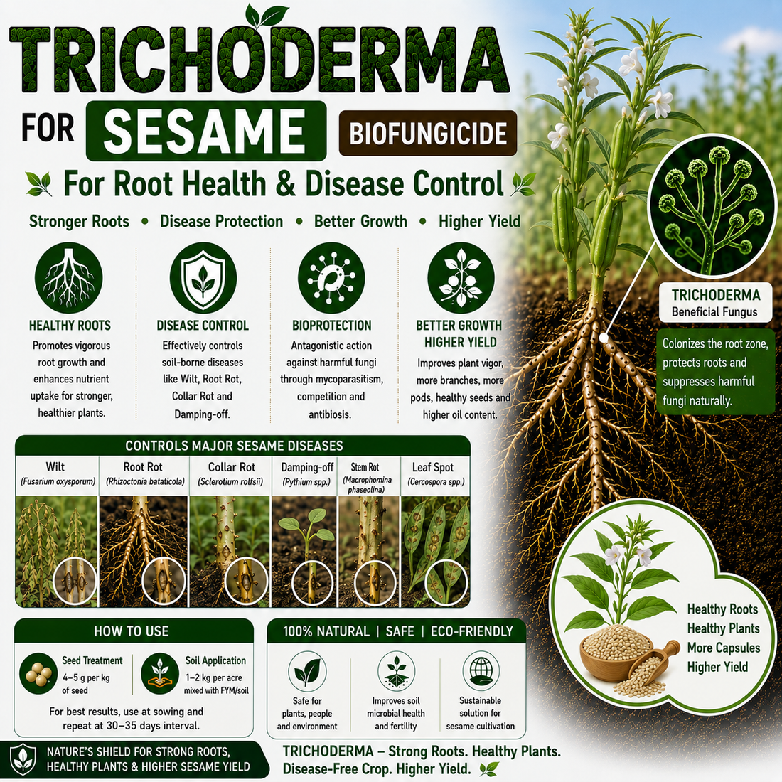 Trichoderma for Sesame (Til): Natural Biofungicide for Root Rot Control, Healthy Capsules & Higher Oil Yield