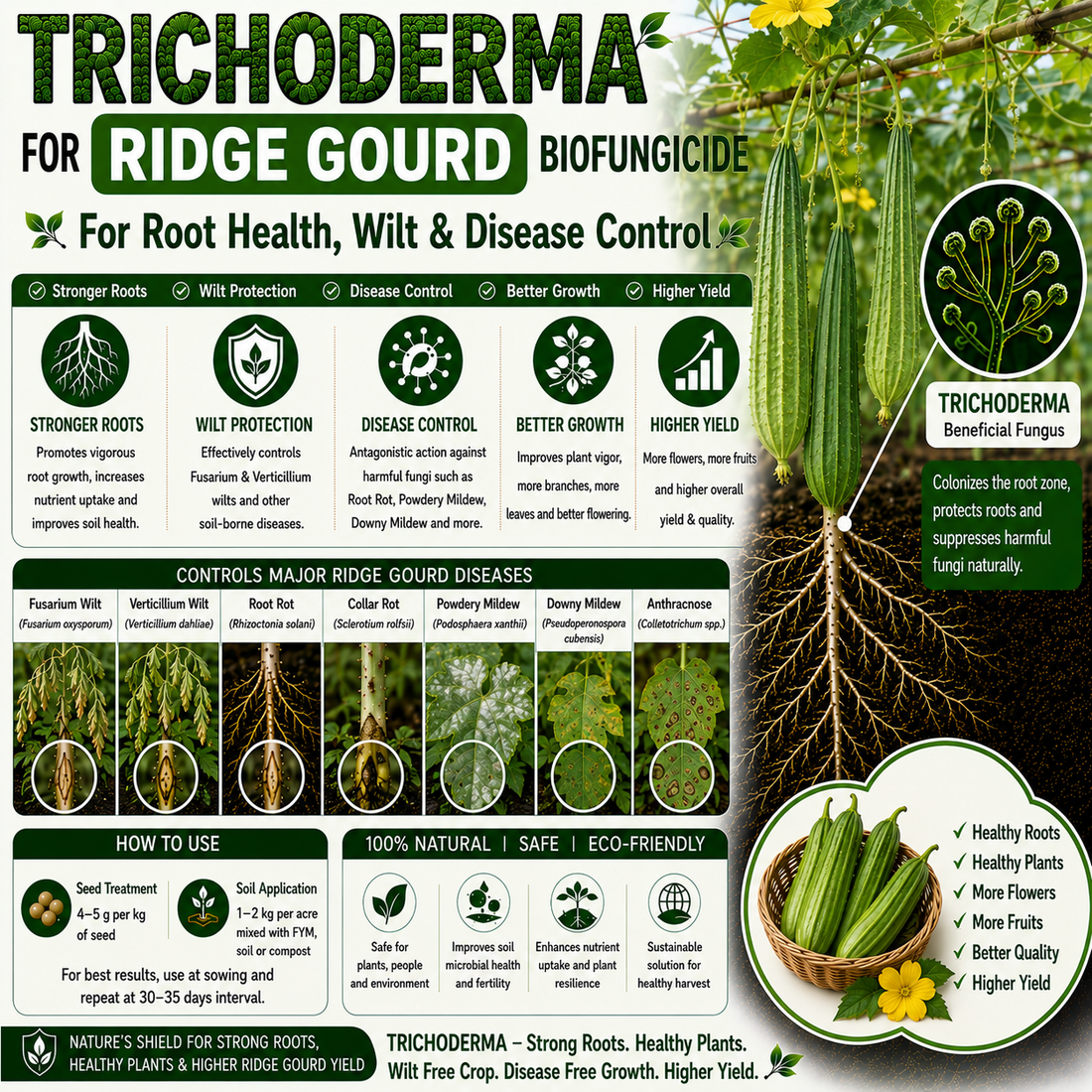 Trichoderma for Ridge Gourd (Turai): Natural Biofungicide for Root Rot Control, Wilt Management & Higher Fruit Yield