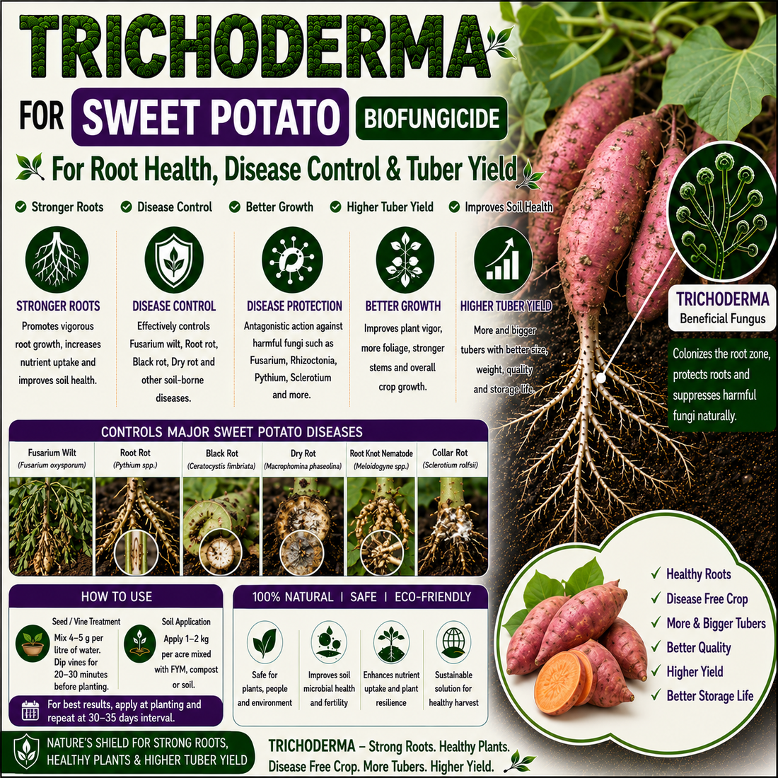 Trichoderma for Sweet Potato: Natural Biofungicide for Root Rot Control, Tuber Development & Higher Yield