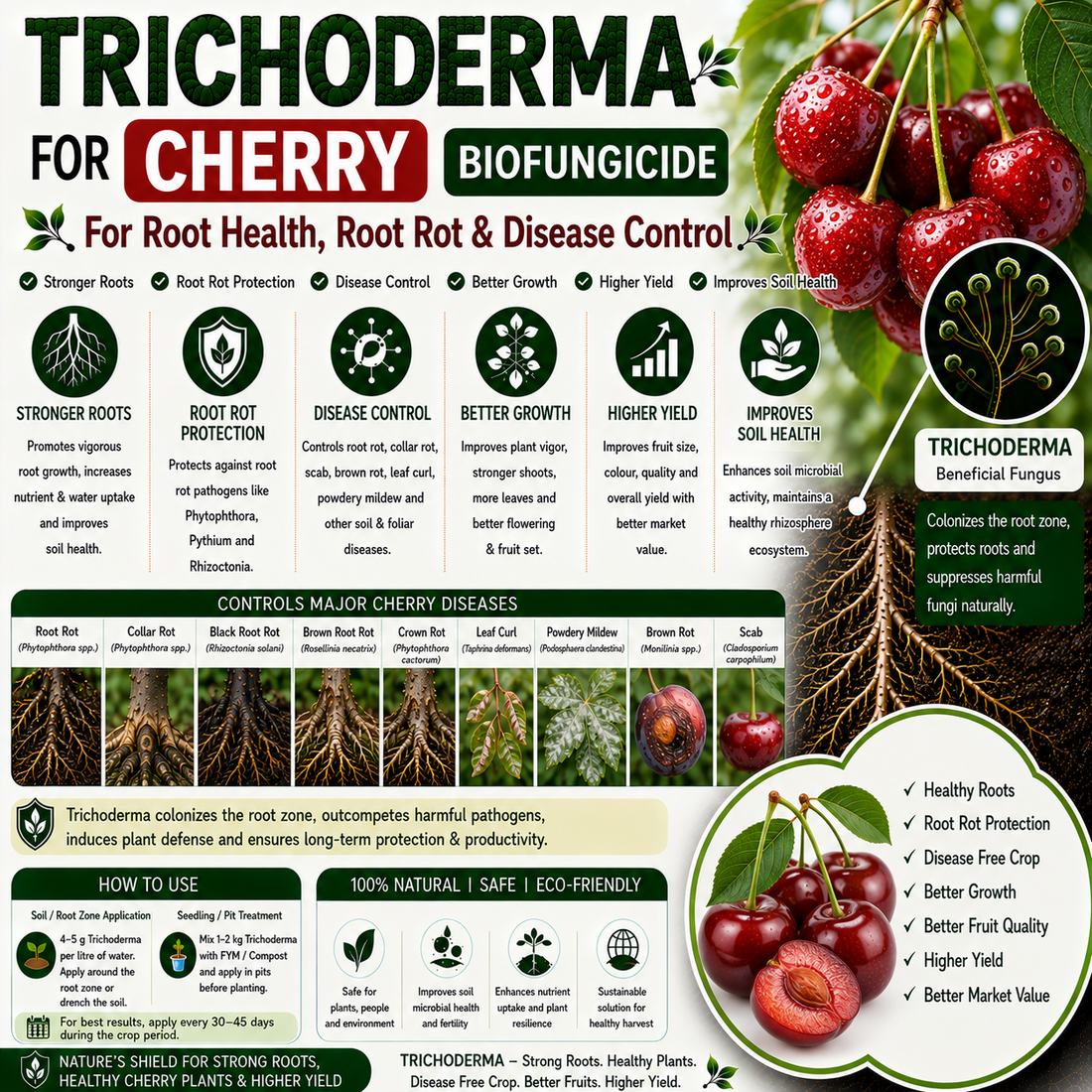 Trichoderma for Cherry: Natural Biofungicide for Root Rot Control, Collar Rot Management & Higher Fruit Yield