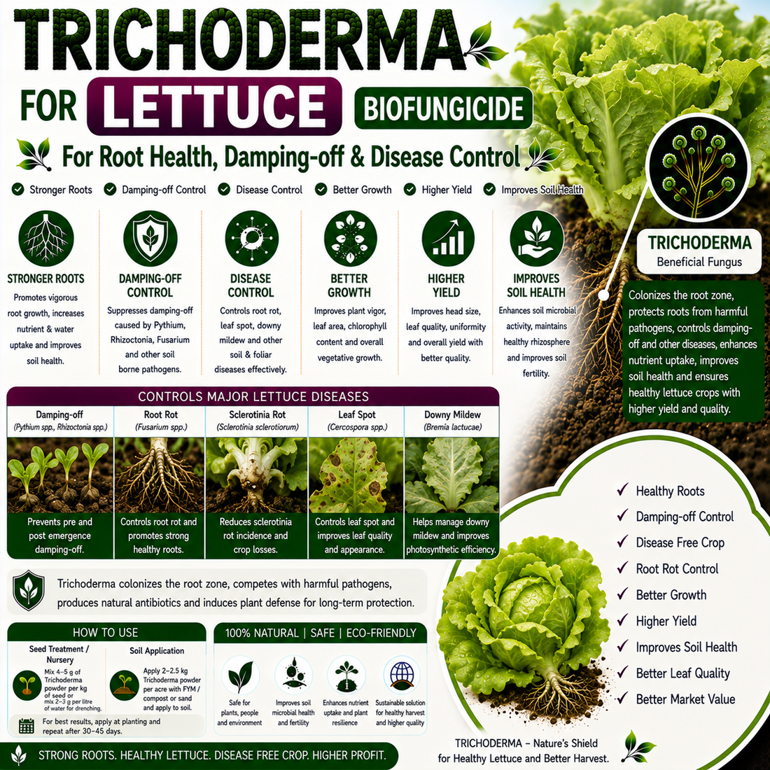 Trichoderma for Lettuce: Natural Biofungicide for Damping-off, Root Rot Control & Higher Leaf Yield