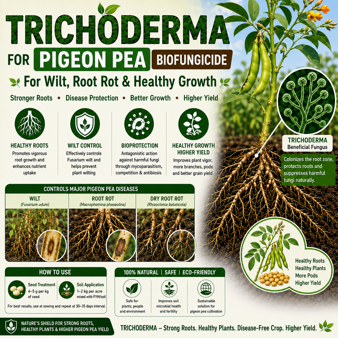 Trichoderma for Pigeon Pea: Natural Biofungicide for Fusarium Wilt Control, Root Protection & Higher Yield