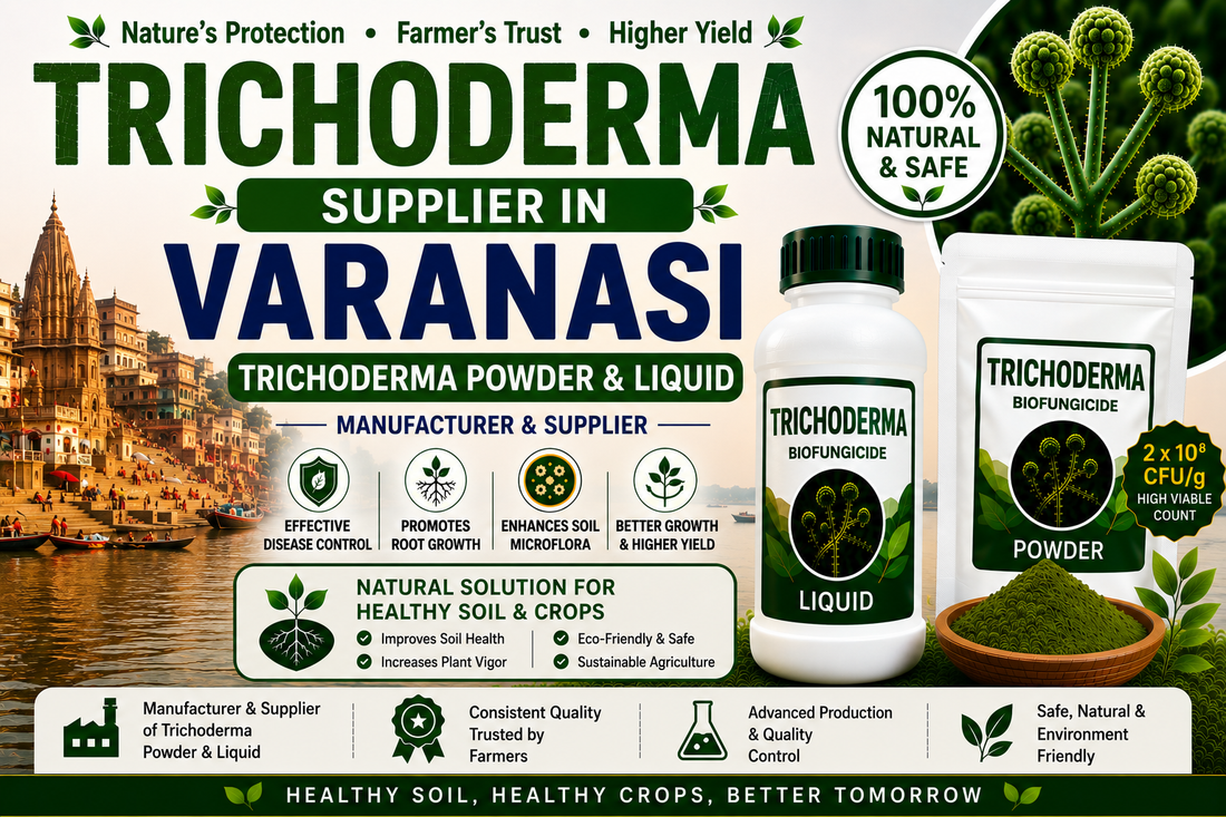 Trichoderma Supplier in Varanasi | Premium Biofungicide Manufacturer & Bulk Supplier