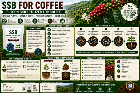 SSB for Coffee Plantation: Improve Silicon Availability, Stress Tolerance & Higher Coffee Yield Naturally