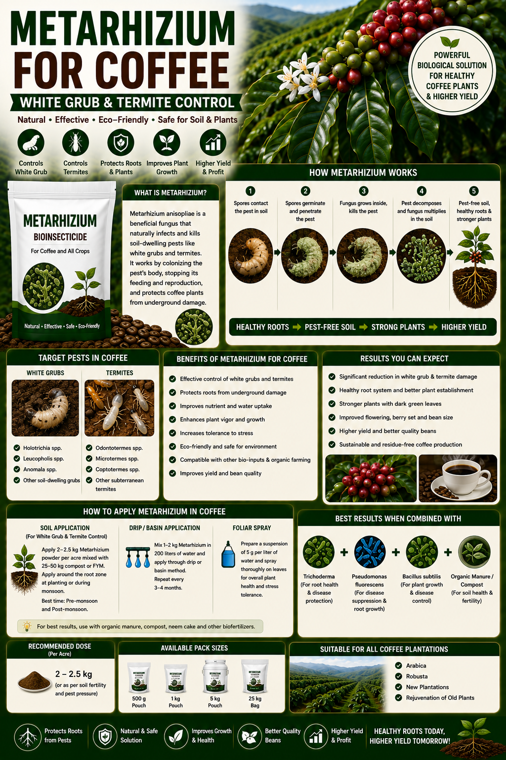 Metarhizium anisopliae for Coffee White Grub & Termite Control Naturally