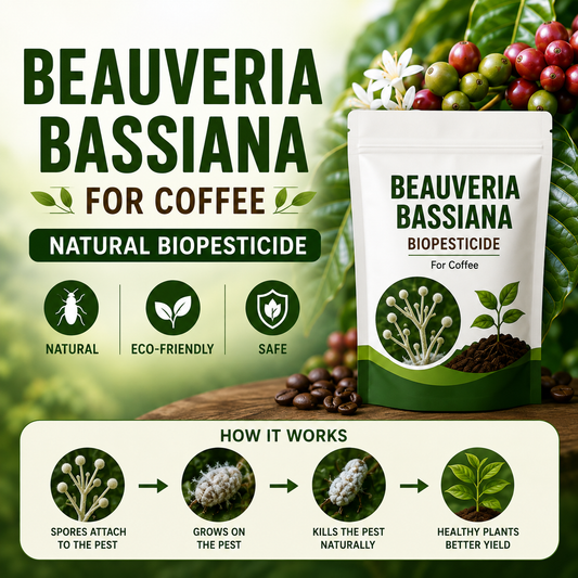 Beauveria bassiana for Coffee Berry Borer & White Stem Borer Control Naturally