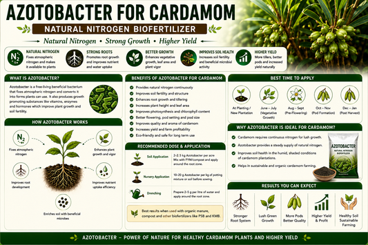 Azotobacter for Cardamom: Improve Growth & Increase Capsule Yield Naturally