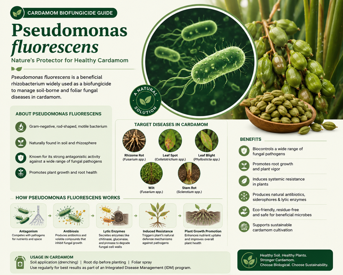 Pseudomonas fluorescens for Cardamom Disease Control & Healthy Root Growth