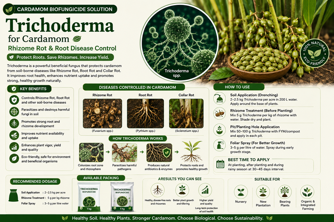 Trichoderma for Cardamom: Rhizome Rot, Root Health & Disease Control Naturally