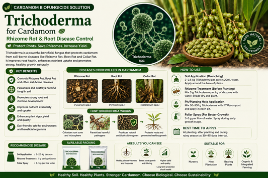 Trichoderma for Cardamom: Rhizome Rot, Root Health & Disease Control Naturally