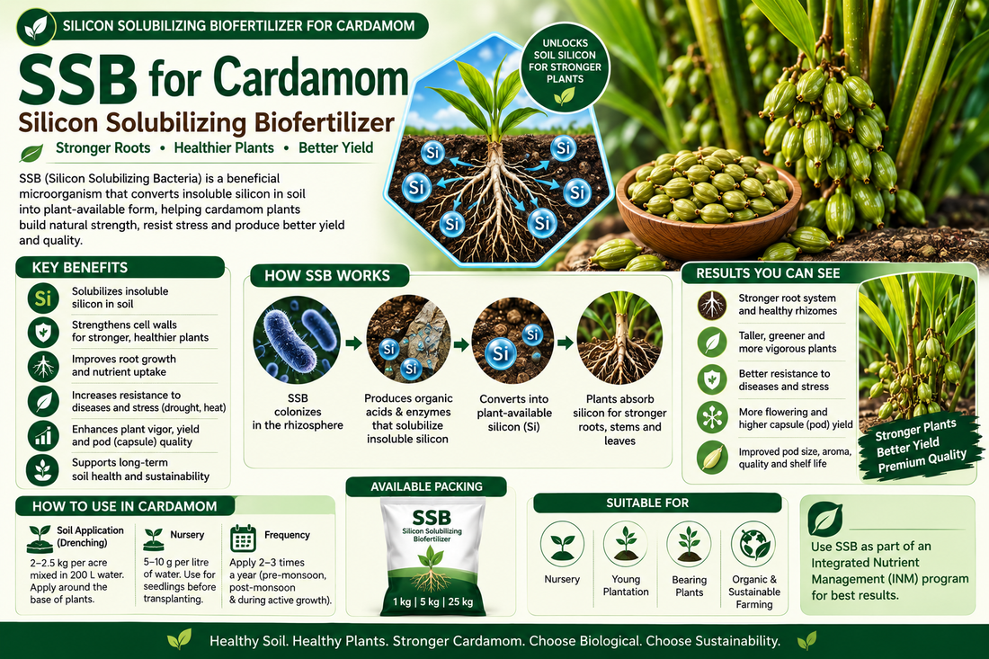 SSB for Cardamom: Improve Stress Tolerance, Plant Strength & Higher Capsule Yield