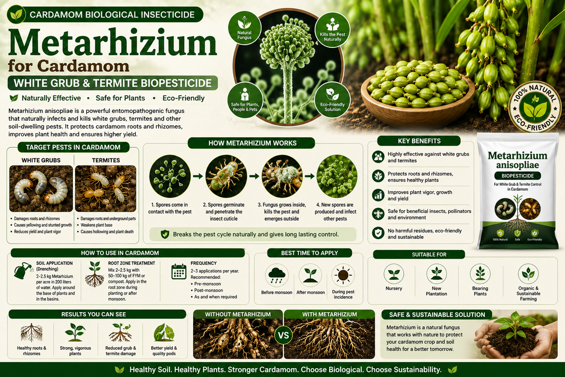 Metarhizium anisopliae for Cardamom: White Grub & Termite Control Naturally