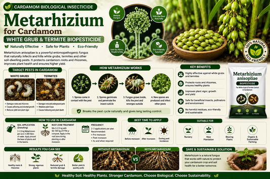 Metarhizium anisopliae for Cardamom: White Grub & Termite Control Naturally