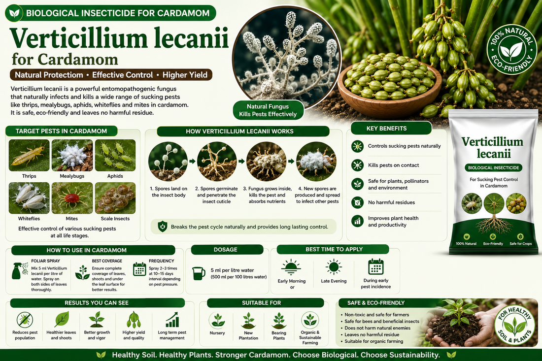 Verticillium lecanii for Cardamom: Natural Control of Thrips, Aphids & Mealybugs