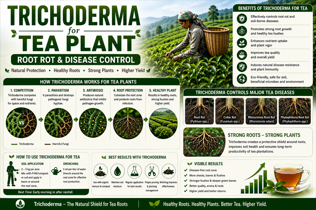 Trichoderma for Tea Root Rot Control: Natural Biofungicide for Healthy Roots and Higher Tea Yield