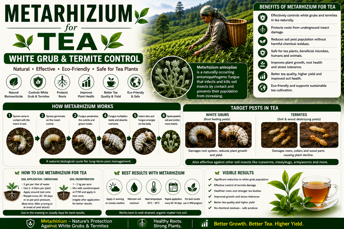Metarhizium anisopliae for Tea Soil Pest Control: Natural Solution for White Grubs, Termites and Root Protection