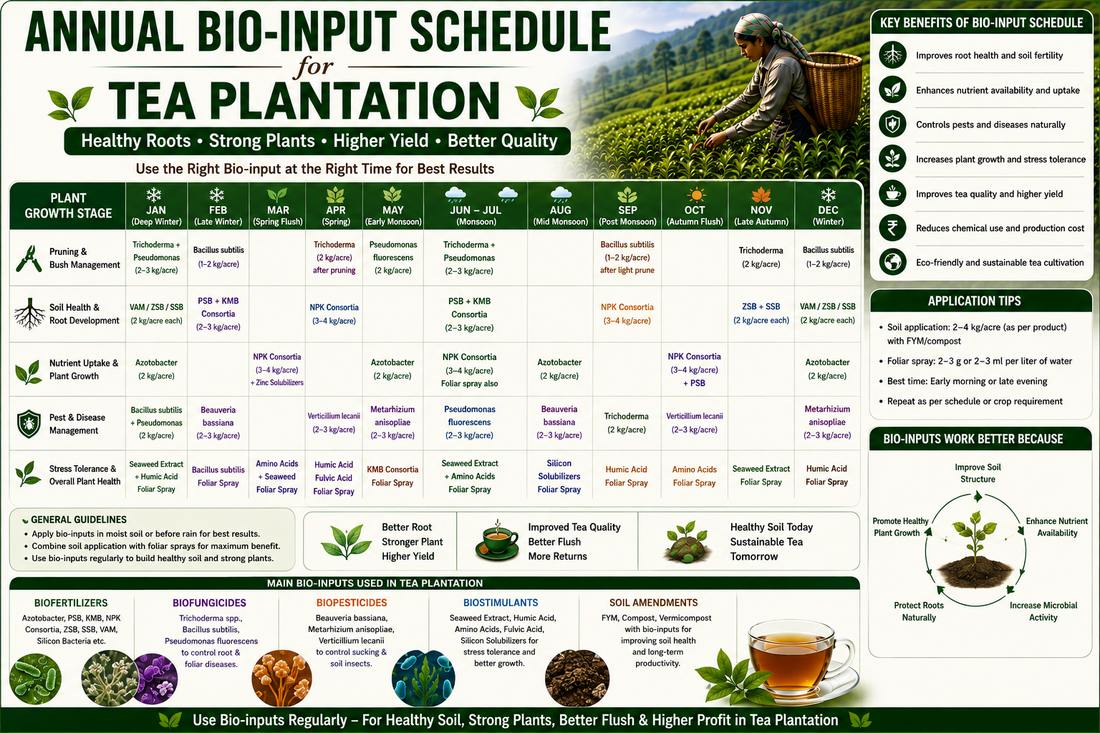 Annual Bio-input Schedule for Tea Plantation: Month-Wise Biofertilizer, Biofungicide & Biopesticide Guide