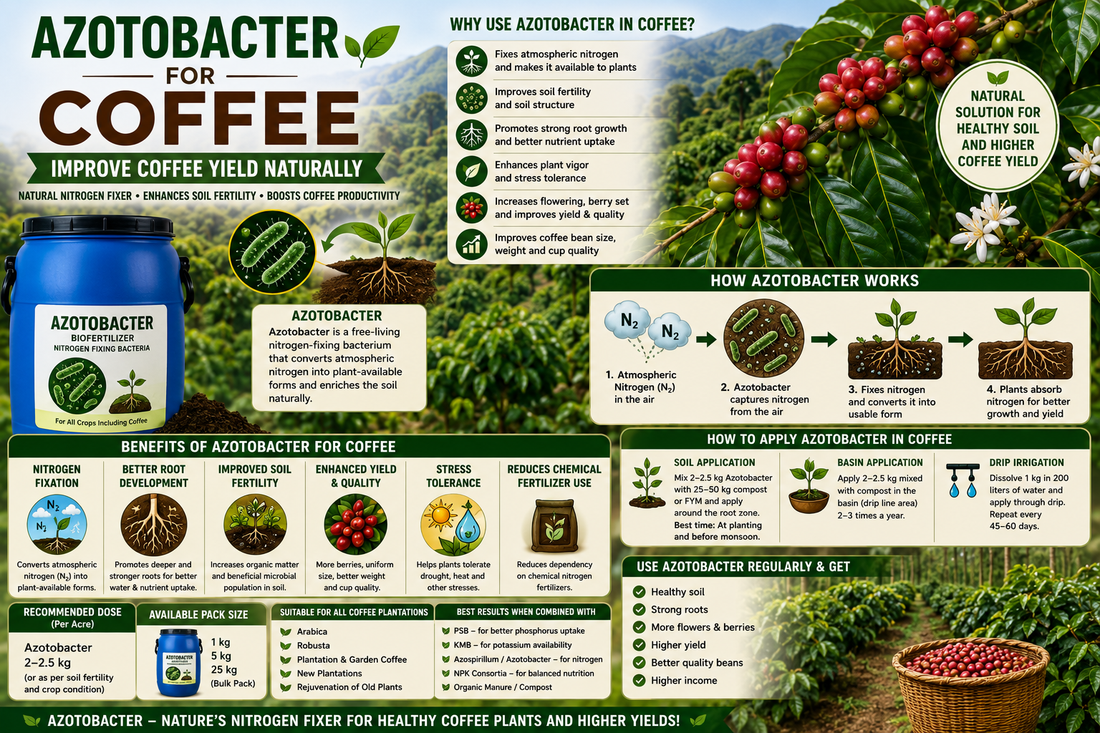 Azotobacter for Coffee Plants: Improve Growth and Coffee Yield Naturally