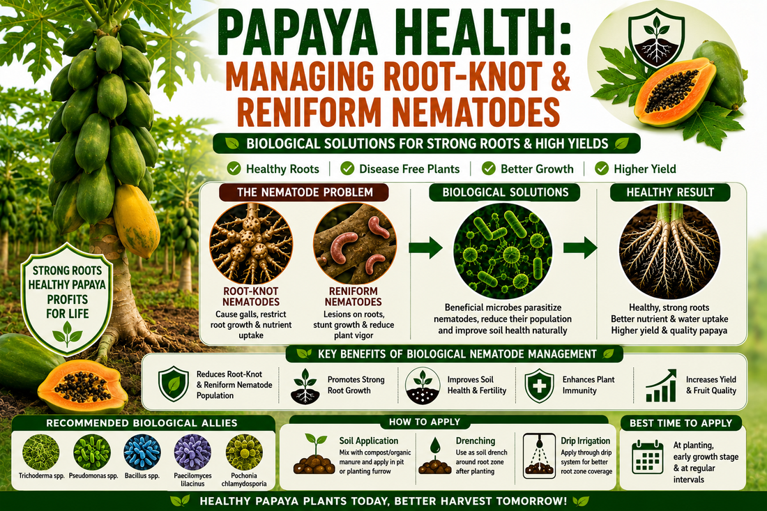 Papaya Orchard Health: Managing Root-Knot & Reniform Nematodes