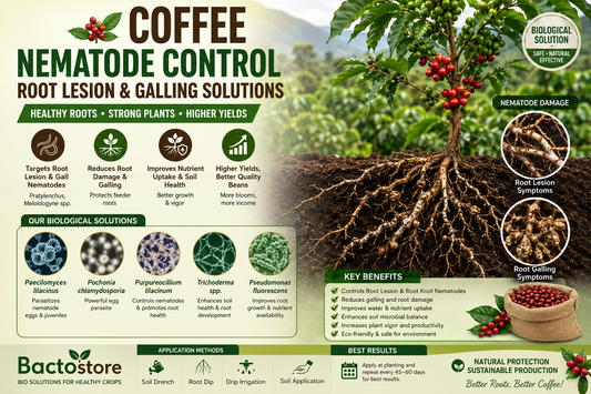 Protecting Coffee Plantations from Lesion & Root-Knot Nematodes: Preserving Bush Vigor, Root Cortex Integrity & Cherry Yields