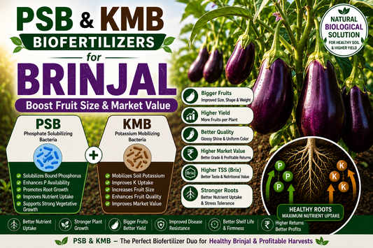 Unlocking Peak Brinjal Yields: How PSB & KMB Biofertilizers Drive Flower Retention, Fruit Weight, Skin Shine, and Shelf Life