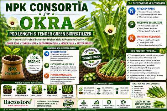 Maximizing Pod Length, Tender Pod Uniformity, Deep Green Coloration, and YVMV Resilience in Export Okra via High-CFU NPK Bio-Consortia Soil Fertigation