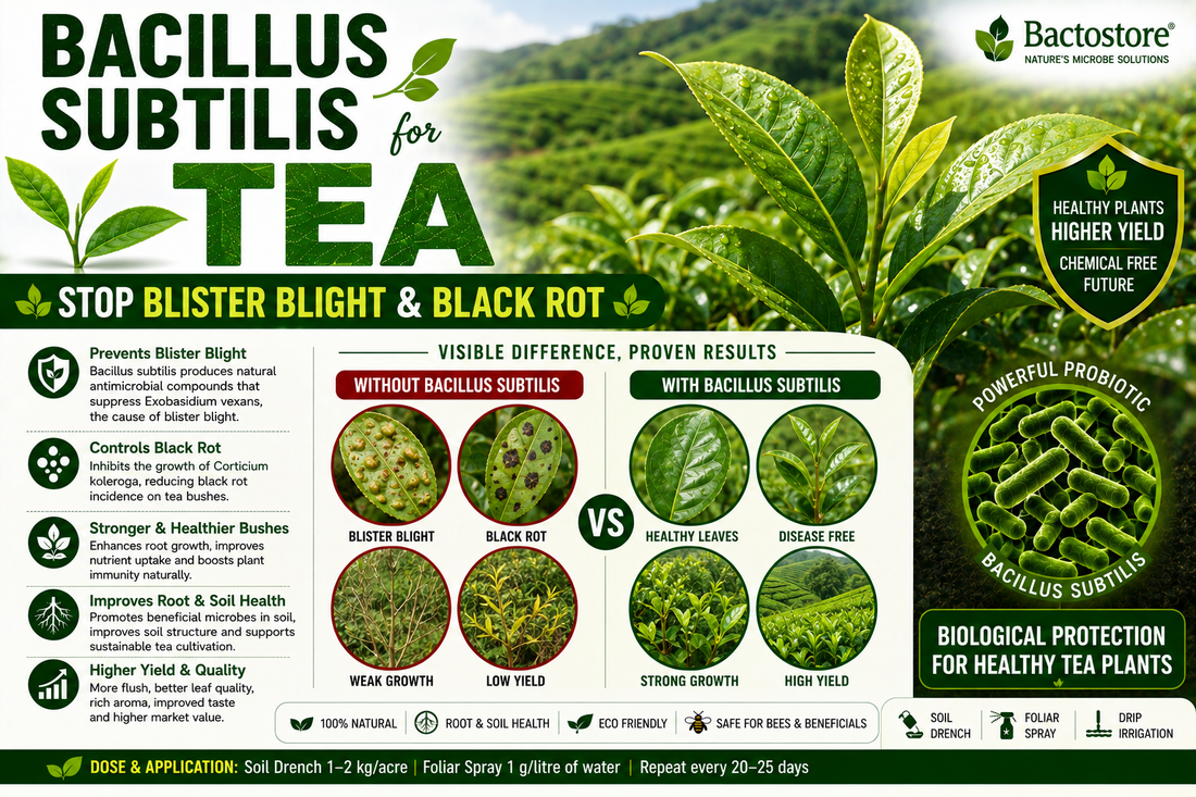 Suppressing Tea Blister Blight, Black Rot, and Root Rot with Bacillus subtilis