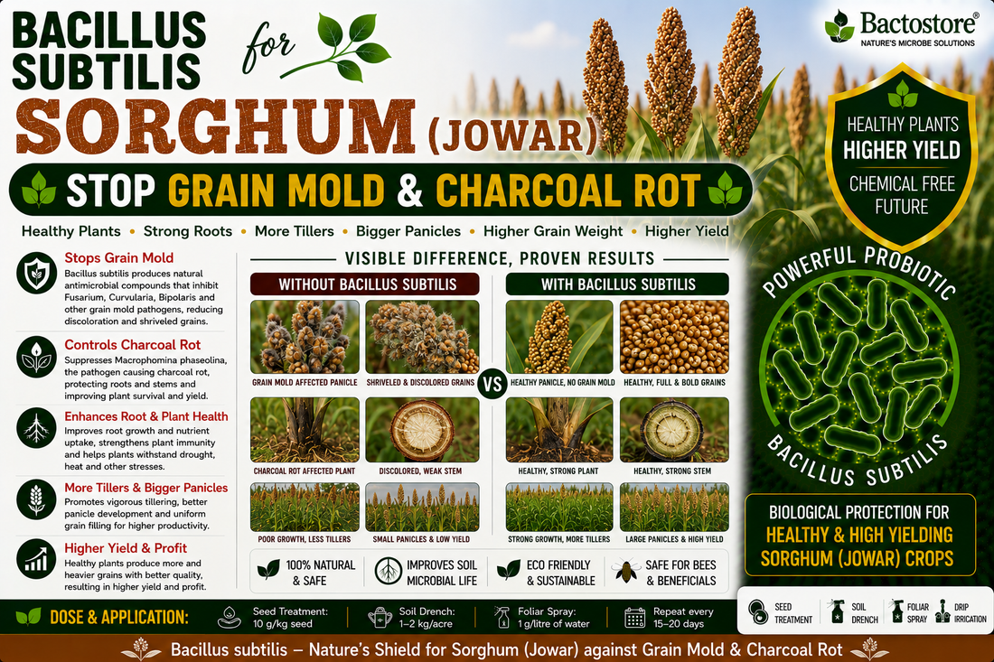 Bacillus subtilis for Sorghum (Jowar) | Biological Disease Control & Grain Yield Booster