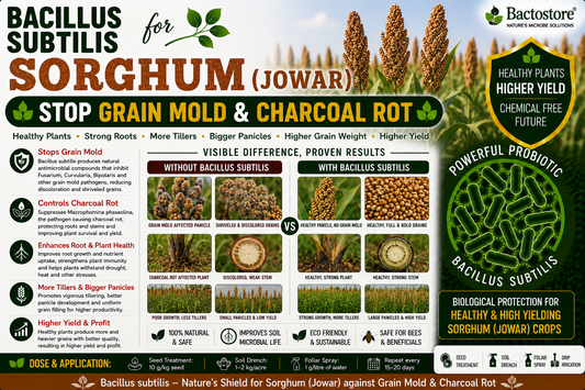 Bacillus subtilis for Sorghum (Jowar) | Biological Disease Control & Grain Yield Booster