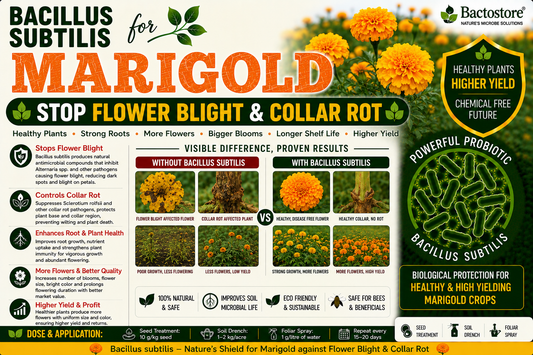 Bacillus subtilis for Marigold | Biological Disease Control & Flower Yield Booster