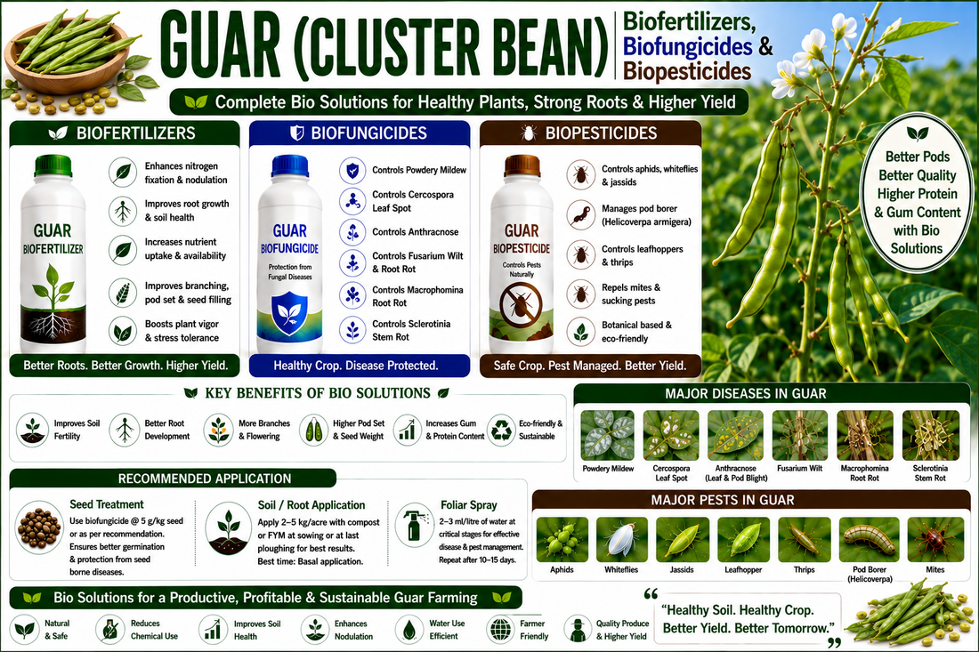Guar (Cluster Bean) Biofertilizers, Biofungicides & Biopesticides for Higher Pod Yield and Gum Quality