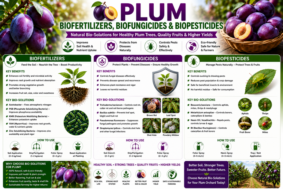 Plum Biofertilizers, Biofungicides & Biopesticides for Higher Fruit Yield, Sweetness and Premium Quality