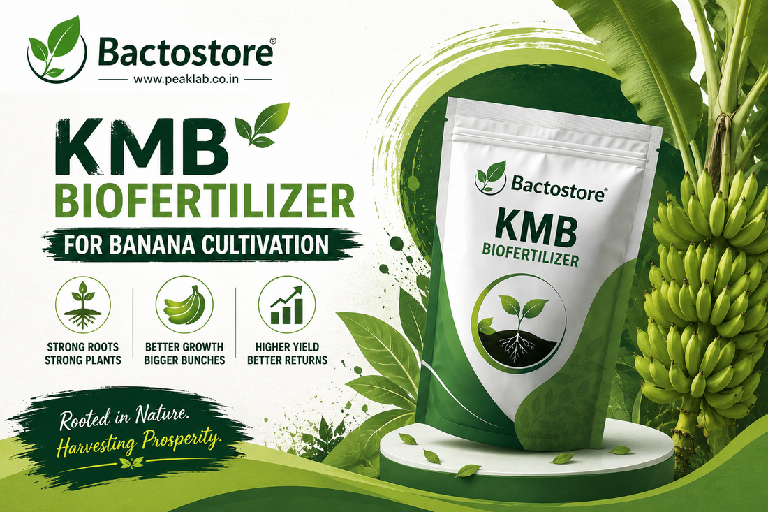KMB biofertilizer for banana cultivation
