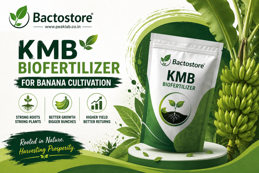 KMB biofertilizer for banana cultivation