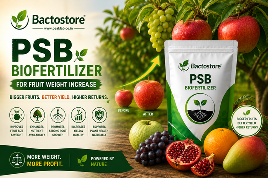PSB biofertilizer for fruit weight increase
